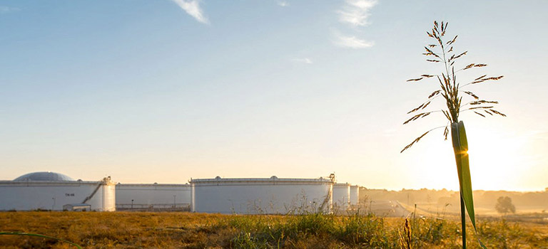 Field operations with plant in foreground